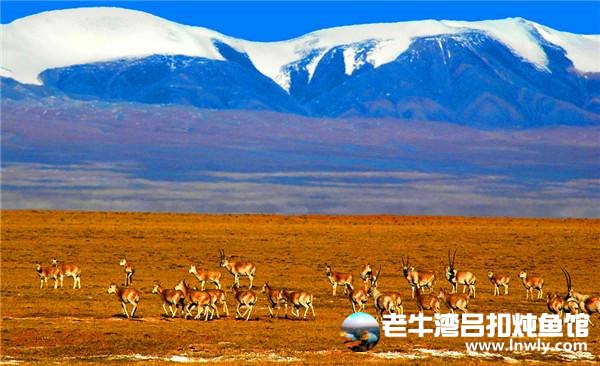 可可西里申遗结果下月出炉